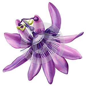 Passion flower isolated. Passionflower watercolor painting botanical illustration, hand drawing. Purple tropical flower