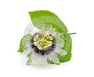 Passion flower isolated on white