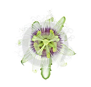 Passion flower isolated on white background