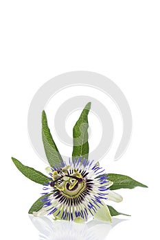 Passion flower isolated on white