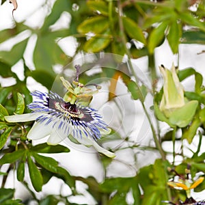 Passion Flower Jungle