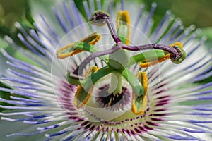 Passion flower macro photography.