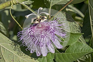 Passion flower in the park