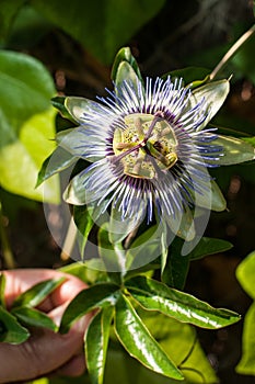 Passion flower