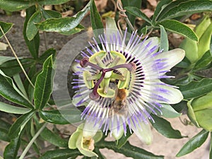Passion flower - Passiflora