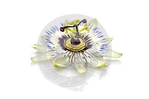 Passion flower(passiflora)