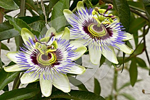 Passion flower (Passiflora)