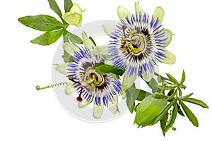 Passion flower (Passiflora)