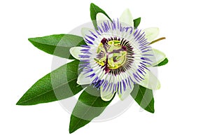 Passion Flower (Passiflora)