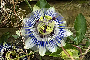 Passion flower passiflora caerulea