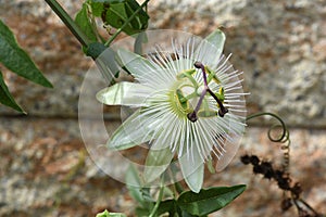 Passion flower, Passiflora, caerulea