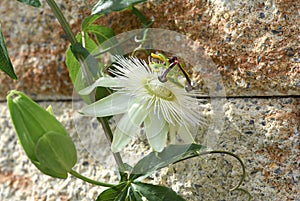 Passion flower, Passiflora, caerulea
