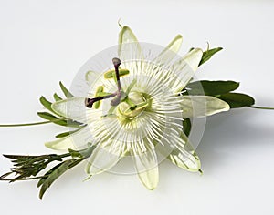 Passion flower, Passiflora, caerulea
