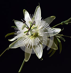 Passion flower, Passiflora, caerulea