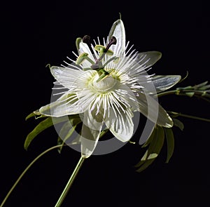 Passion flower, Passiflora, caerulea