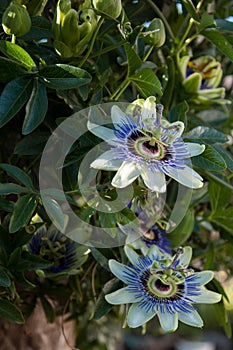 Passion Flower passiflora caerulea