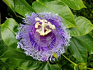 Passion Flower, Passiflora caerulea. Passion fruit flower, Passion flower Passiflora incarnata. Passiflora incarnata