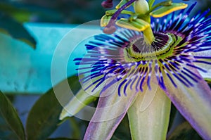 passion flower Passiflora caerulea Passionflower against green garden background