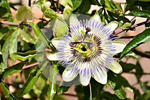Passion flower, Passiflora photo