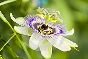 Passion flower (Passiflora incarnata)