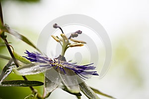 Passion flower (Passiflora incarnata) photo
