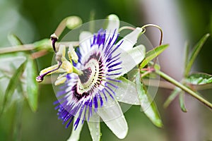 Passion flower - Passiflora incarnata photo