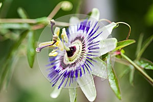 Passion flower Passiflora incarnata photo