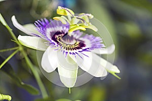 Passion flower Passiflora incarnata photo