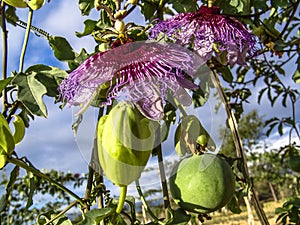 Passion flower Passiflora incarnata photo