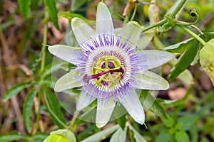 Passion flower Passiflora isolated on blurred background