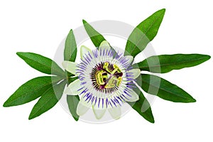 Passion Flower (Passiflora) isolated clipping path included