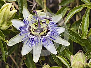 a passion flower photo
