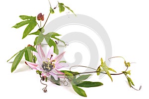 Passion Flower Passiflora L. on a white background