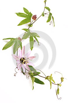 Passion Flower Passiflora L. on a white background