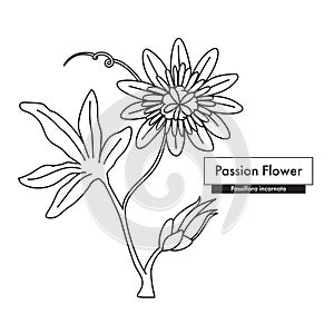 Passion Flower (Passiflora) line art drawing. Best for organic cosmetics, ayurveda, alternative medicine.
