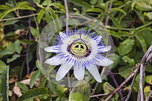 Passion flower