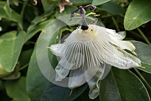 Passion Flower (Passifloraceae)