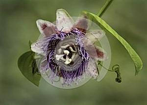 Passion flower photographed in Costa Rica