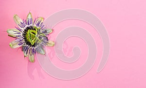 Passion flower on a pink background. Concept flowers. Copy space