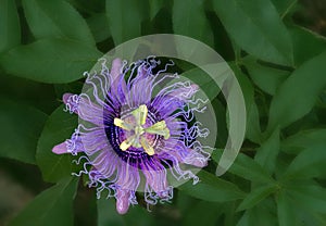 Passion Flower Plant with Green Leaves Background