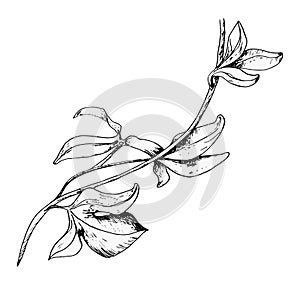 Passion flower plant illustration isolated on white. Blue tropical plant, stem and foliage vector hand drawn. Design