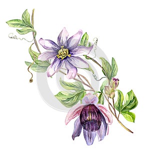 Passion flower plant watercolor illustration isolated on white.