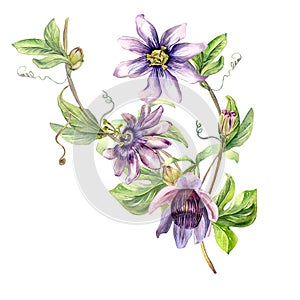 Passion flower plant watercolor illustration isolated on white.