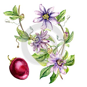 Passion flower plant watercolor illustration isolated on white.