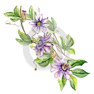 Passion flower plant watercolor illustration isolated on white.