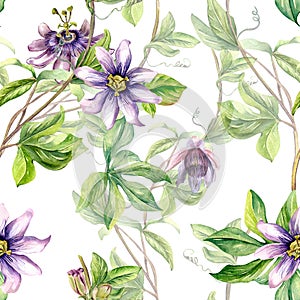 Passion flower plant watercolor seamless pattern isolated on white.