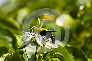 Passion Flower Pollination