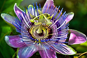 Passion Flower