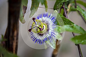 the passion flower after rain, a special flower that blooms for a few days. Passiflora