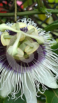 Passion Flower Raindrop